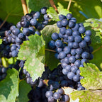 Green boutiQ - Plant fruitier - Vitis vinifera Regent - Vigne - Greffée - Raisin bleu - 2 plantes - Pot 15cm - Hauteur 50cm