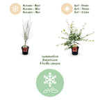 Green boutiQ - Plante de terrasse - Érable du Japon - Acer palmatum Pink Dwarf - Rose - 2 plantes - Caduc - Pot 19cm Hauteur 70cm