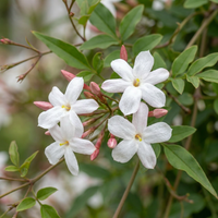 Jasminum officinale - Common jasmine - White - Climber - Ø9cm - ↕35cm