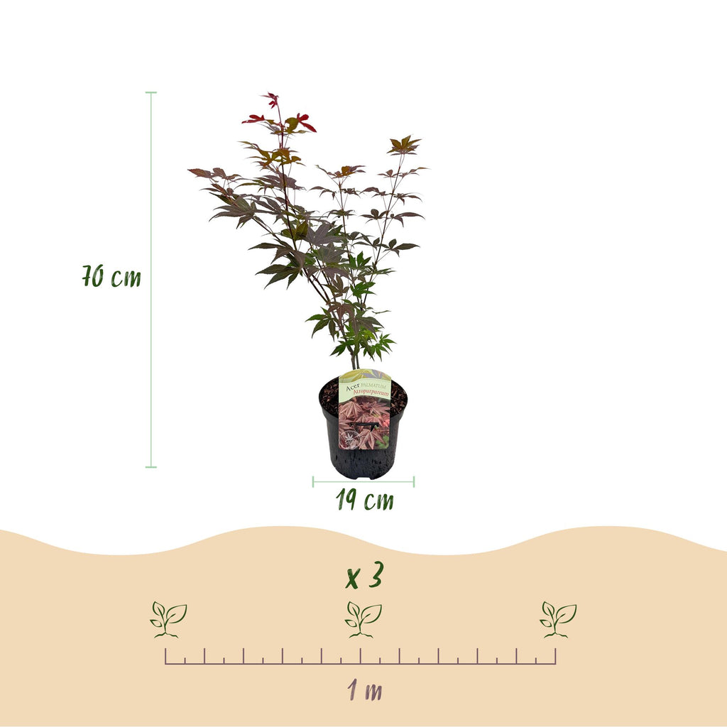Green boutiQ - Terrassenpflanze - Japanischer Fächerahorn - Acer palmatum Atropurpureum - Violett - 1 Pflanze - Laubabwerfend - Topf 19 cm Höhe 70 cm