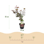 Green boutiQ - Terrassenpflanze - Japanischer Fächerahorn - Acer palmatum Atropurpureum - Violett - 1 Pflanze - Laubabwerfend - Topf 19 cm Höhe 70 cm