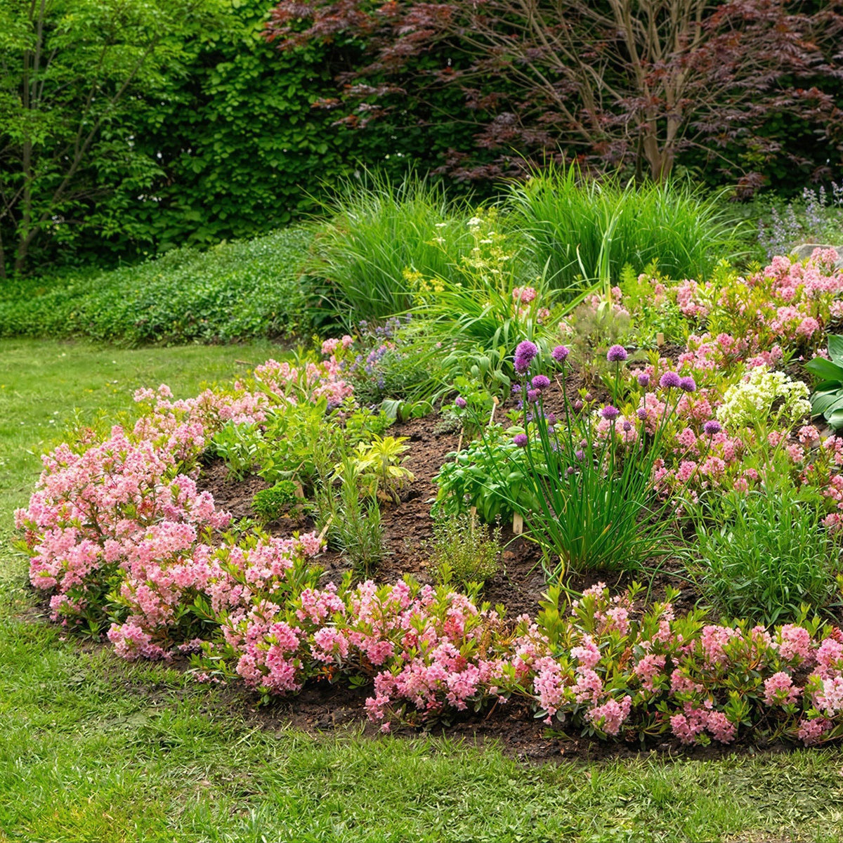 Green boutiQ - Zwerg-Rhododendron - Rhododendron Bloombux Magenta - Blühender Buchsbaum - Pflegeleicht - Rosa Blüte - 1 Pflanze - Topf 23cm - Höhe 45-55cm