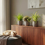 Green boutiQ - Kamerplant - Cyperus - Calissia - Chlorophytum - Mix van 3 - Huisdiervriendelijke Planten - Groen - 3 Planten - Pot 12cm - Hoogte 20cm