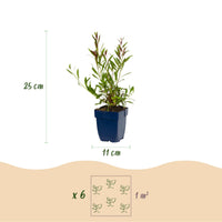 Green boutiQ - Vasteplant - Gaura Duo - Prachtkaars - Bijen en Vlinderlokkers - Roze - Wit - 24 Planten - Pot 11cm - Hoogte 15-25cm