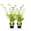 Green boutiQ - Plante de terrasse - Érable du Japon - Acer palmatum Summergold - Jaune - 2 Plantes - Caduc - Pot 19cm Hauteur 70cm