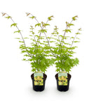 Green boutiQ - Plante de terrasse - Érable du Japon - Acer palmatum Summergold - Jaune - 2 Plantes - Caduc - Pot 19cm Hauteur 70cm