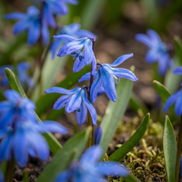 400x Scilla Siberica - Siberische sterhyacint - Blauw - Verwilderingsbol - Bolmaat 7/8
