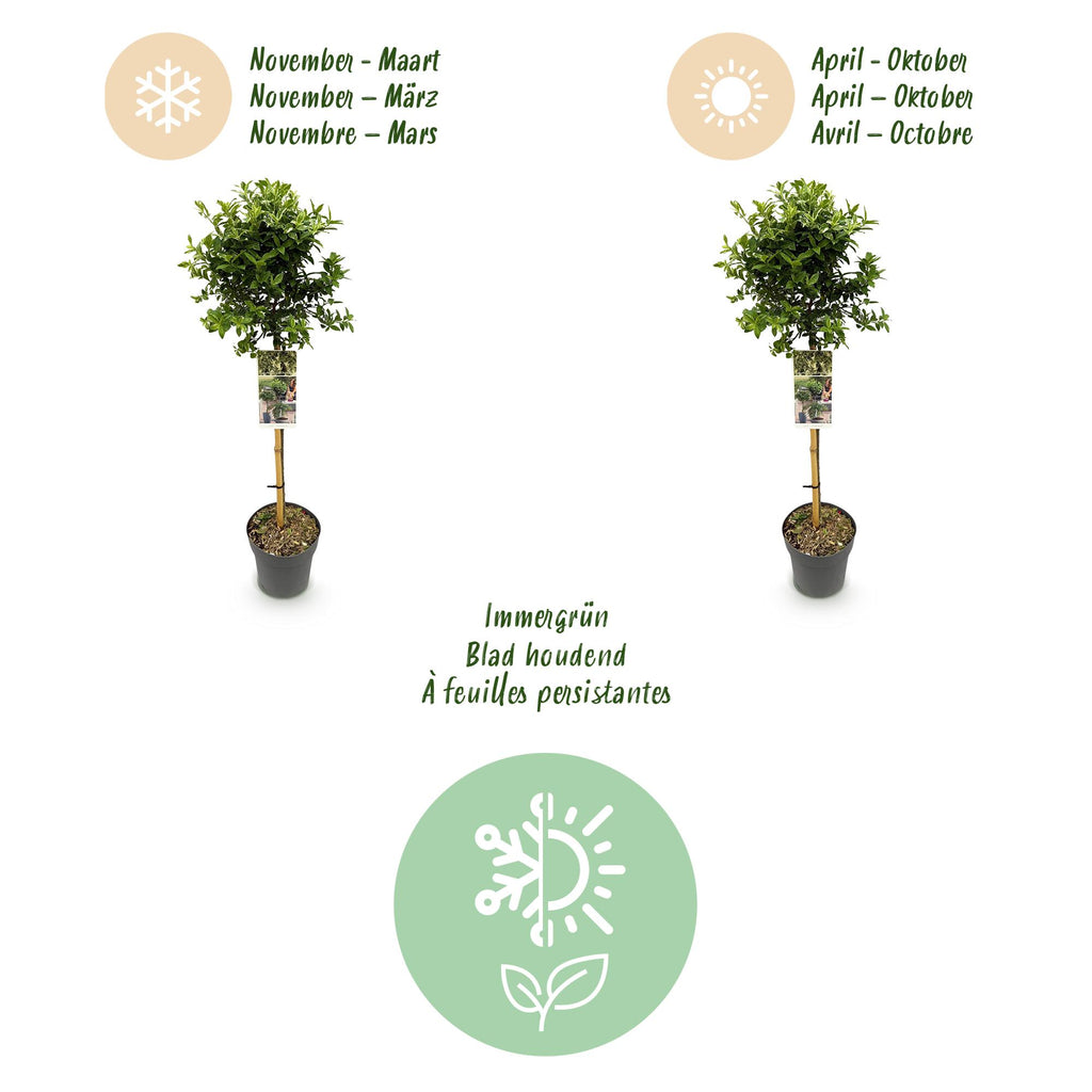 Green boutiQ - Plante sur tige - Euonymus fortunei Emerald Gaiety - Plante de terrasse - Persistant - Rustique - Feuillage vert-gris - Pot 19cm Hauteur 90cm