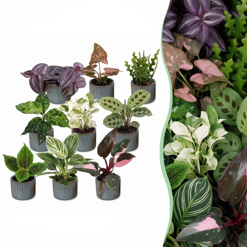 9x Baby Plants Surprise Box - Baby Plants Surprise Box - Various colours - Tropical - incl. Linnea Misty Blue - Ø6cm - ↕5-15cm