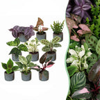 9x Baby Plants Surprise Box - Baby Plants Surprise Box - Various colours - Tropical - incl. Linnea Misty Blue - Ø6cm - ↕5-15cm