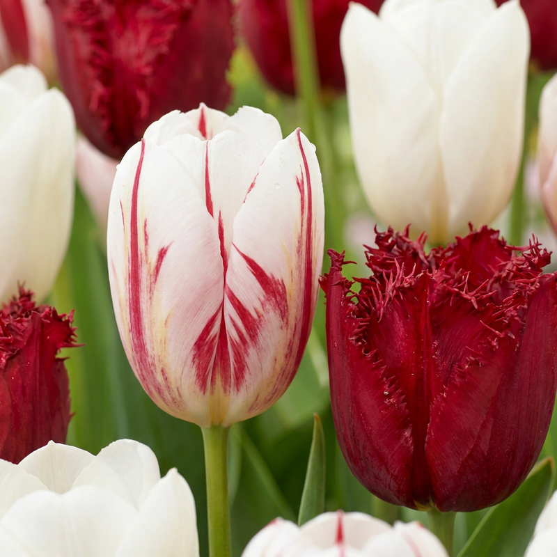 15x Tulipa Dutch Design - Tulp Dutch Design - Roze en Wit - Voorjaarsbloeier - Bolmaat 11/12