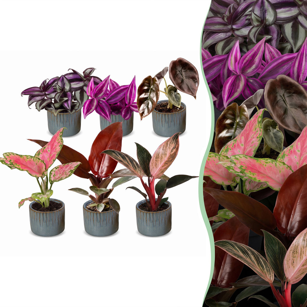 6x Baby Paradise Mix - Various colours - Tropical - incl. Linnea Misty Blue - Ø6cm - ↕10-15cm