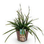 Green boutiQ - Graminées ornementales - Carex morrowii Irish Green - Vert & Jaune - 1 Plante - Persistant - Rustique - Pot 17cm Hauteur 50cm