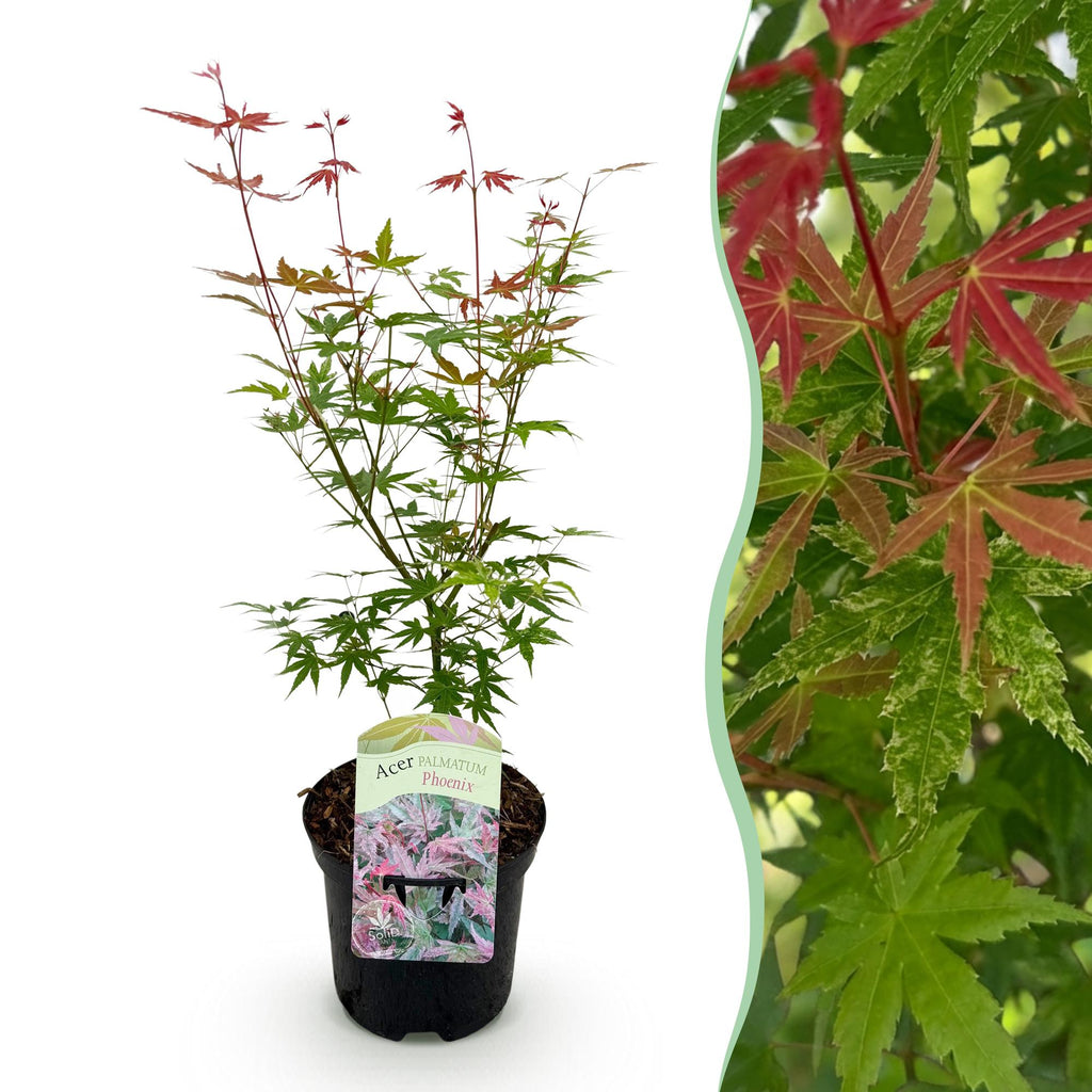 Green boutiQ - Plante de terrasse - Érable du Japon - Acer palmatum Phoenix - Rose - 1 plante - Caduc - Pot 19 cm, hauteur 70 cm
