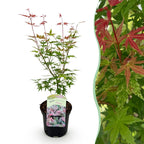 Green boutiQ - Plante de terrasse - Érable du Japon - Acer palmatum Phoenix - Rose - 1 plante - Caduc - Pot 19 cm, hauteur 70 cm