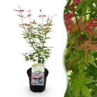 Green boutiQ - Terrasplant - Japanse Esdoorn - Acer palmatum Phoenix - Roze - 1 Plant - Bladverliezend - Pot 19cm Hoogte 70cm