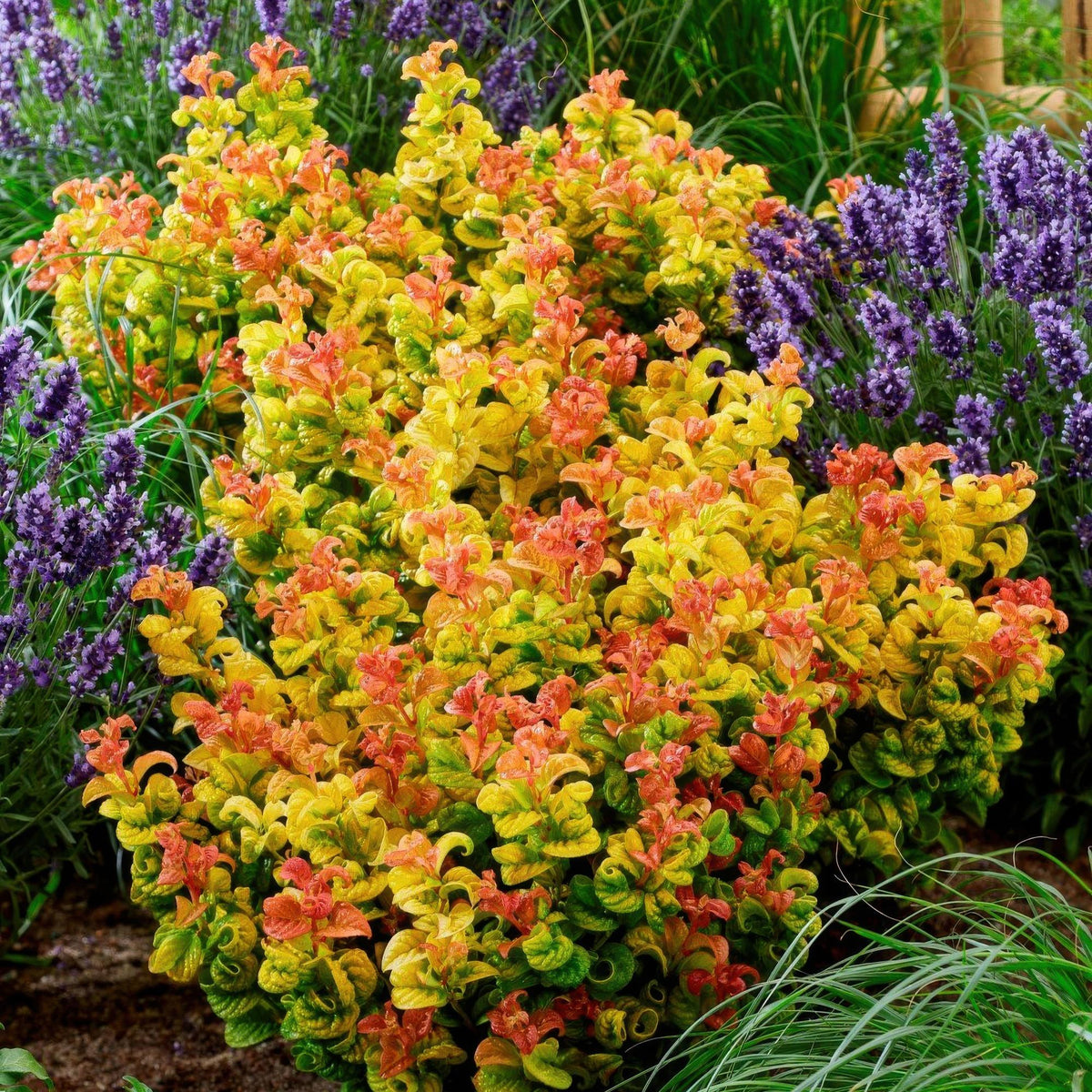 Green boutiQ - Plante de jardin - Leucothoe Curly Gold - Jaune - 2 Plantes - Persistante - Peu d'entretien - Pot 17cm Hauteur 40cm