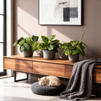 Green boutiQ - Plante d'intérieur - Marantha Silverband, Marantha Lemon Lime, Marantha Kerchoveana - Plante prière - Plante adaptée aux animaux de compagnie - Vert - 3 plantes - Pot 12 cm - Hauteur 25 cm
