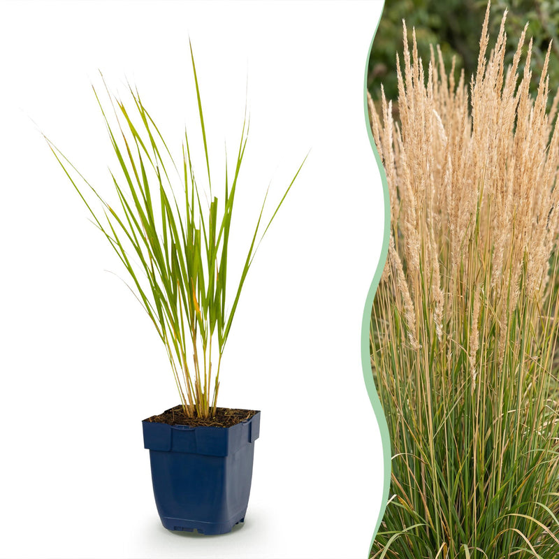 Green boutiQ - Grassen - Calamagrostis Karl Foerster - Struisriet - Met Pluim - Groen - 24 Planten - Pot 11cm - Hoogte 15-25cm