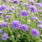 Green boutiQ - Stauden - Scabiosa col. Butterfly Blue - Tauben-Skabiose - Bienen- und Schmetterlingsmagnet - Lila - 24 Pflanzen - Topf 11cm - Höhe 15-25cm