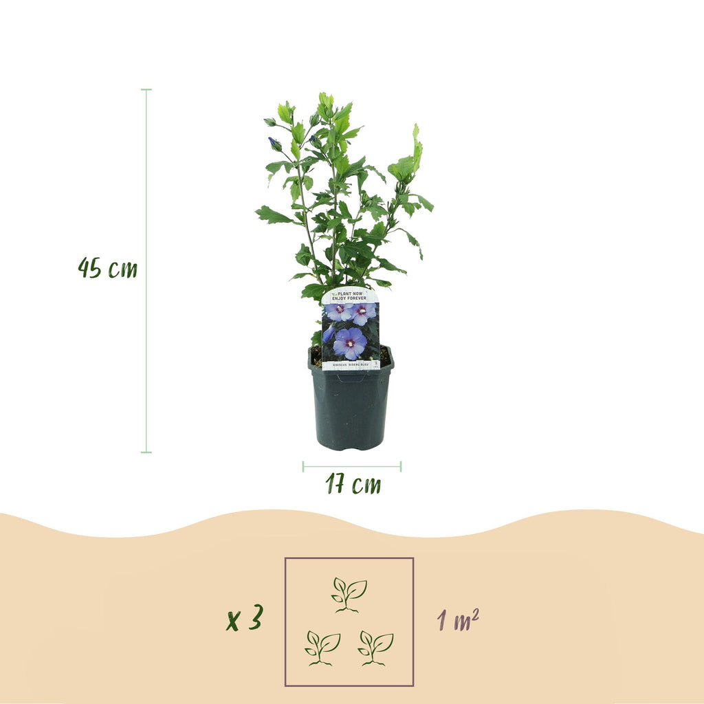 Green boutiQ - Arbustes - Hibiscus syriacus Oiseau Bleu - Fleur bleue - 1 plante - Caduc - Peu d'entretien - Pot 17cm Hauteur 45cm