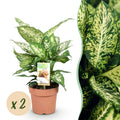Green BoutiQ - Green is... Plantes d'intérieur - Dieffenbachia Compacta - Dieffenbachia - Peu d'entretien - Vert - 2 Plantes - Pot 17cm - Hauteur 45-50cm