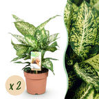 Green BoutiQ - Green is... Plantes d'intérieur - Dieffenbachia Compacta - Dieffenbachia - Peu d'entretien - Vert - 2 Plantes - Pot 17cm - Hauteur 45-50cm