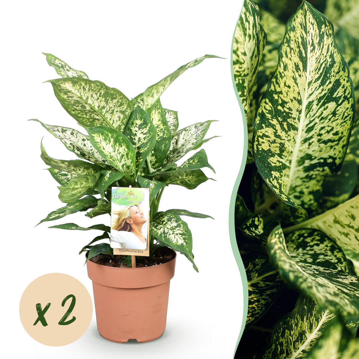 Green BoutiQ - Green is... Plantes d'intérieur - Dieffenbachia Compacta - Dieffenbachia - Peu d'entretien - Vert - 2 Plantes - Pot 17cm - Hauteur 45-50cm