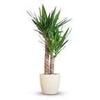 Green boutiQ - Zimmerpflanze - Riesen-Palmlilie - Yucca Elephantipes - Grün - Pflegeleicht - 1 Pflanze - mit Topf Grau - Topf 21cm - Höhe 80 - 90cm