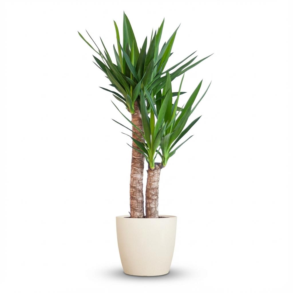 Green boutiQ - Plante d'intérieur - Yucca - Yucca Elephantipes - Vert - Entretien facile - 1 plante - avec pot gris - Pot 21cm - Hauteur 80 - 90cm
