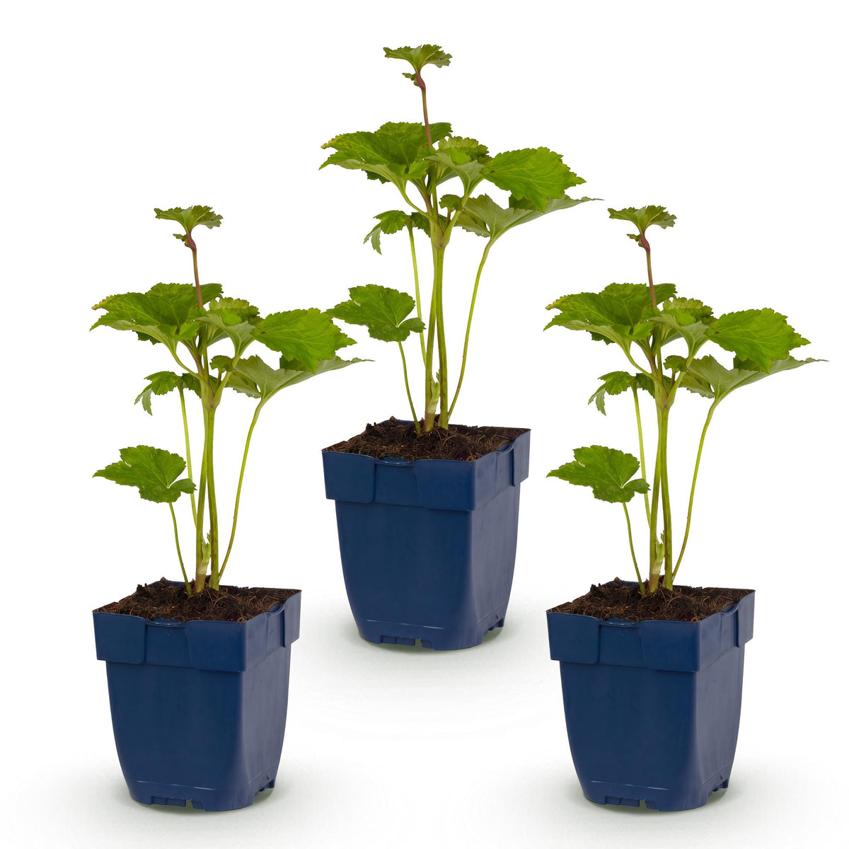 Green boutiQ - Plante vivace - Anemone hybr. Kön. Charlotte - Anémone d'automne - Ombre - Rose - 3 plantes - Pot 11 cm - Hauteur 15-25 cm