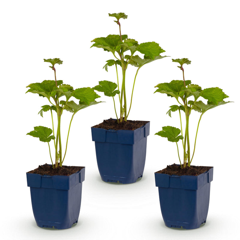 Green boutiQ - Vasteplant - Anemone hybr. Kön. Charlotte - Herfst Anemoon - Schaduw - Roze - 3 Planten - Pot 11cm - Hoogte 15-25cm