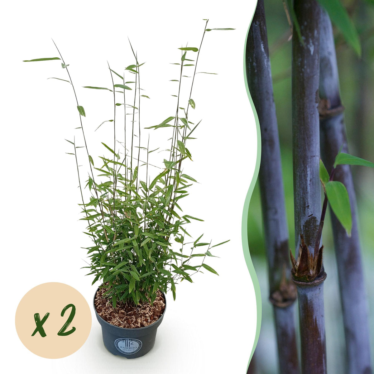 Green boutiQ - Graminées - Fargesia nitida Black Dragon - Bambou non traçant - Persistant - Vert - 2 Plantes - Pot 23 cm - Hauteur 80 cm