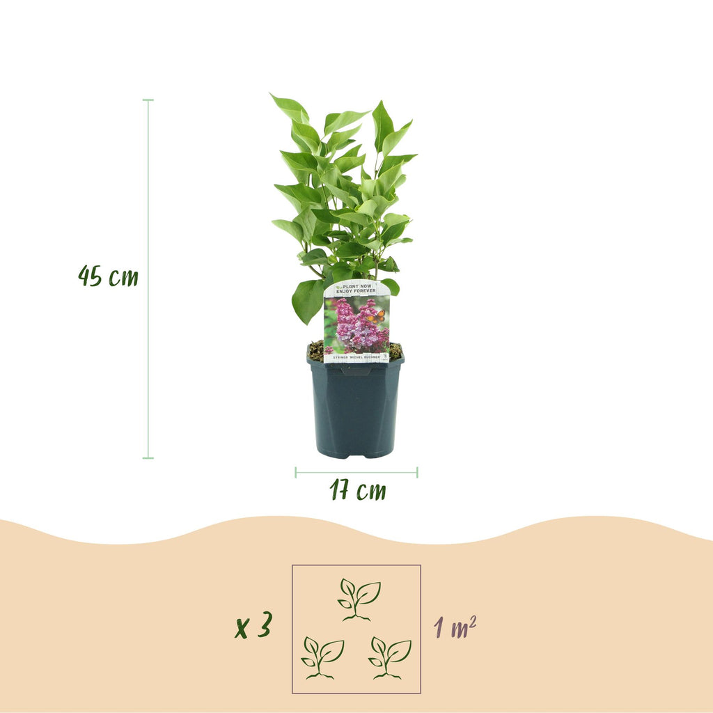 Green boutiQ - Plante de jardin - Syringa vulgaris Michel Buchner - Lilas commun - Rustique - Rose - 1 plante - Pot 17cm - Hauteur 45cm