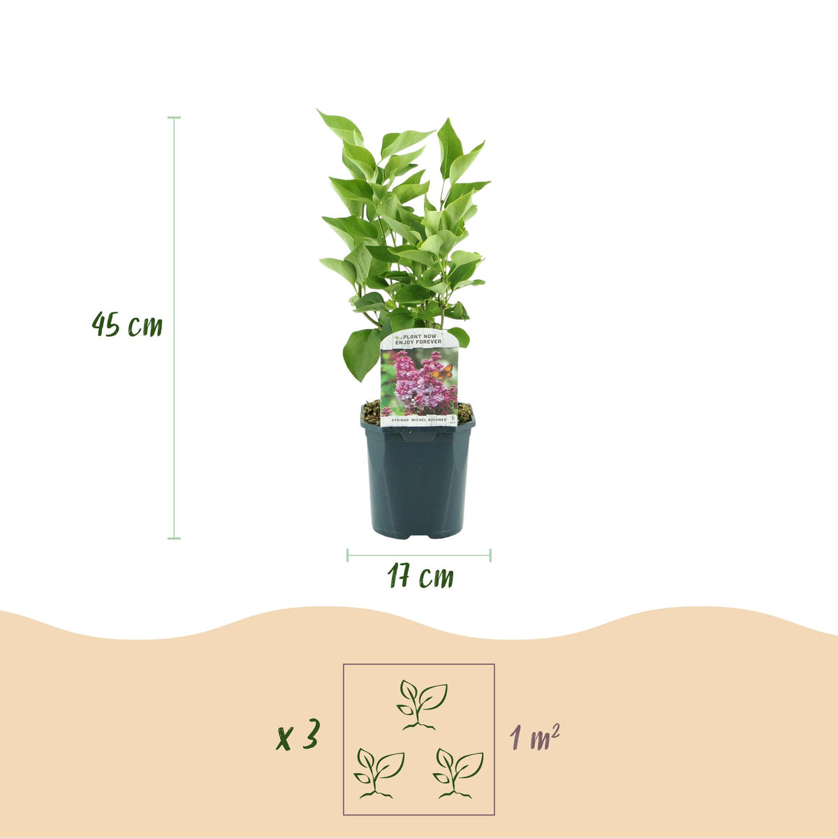 Green boutiQ - Plante de jardin - Syringa vulgaris Michel Buchner - Lilas commun - Rustique - Rose - 1 plante - Pot 17cm - Hauteur 45cm