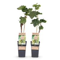 Green boutiQ - Fruitplant - Vitis vinifera Bianca - Druivenplant - Geent - Witte Druif - 2 Planten - Pot 15cm - Hoogte 50cm