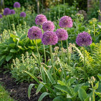 30x Allium Purple Sensation - Sierui - Paars - Zomerbloeier - Bolmaat 10/12