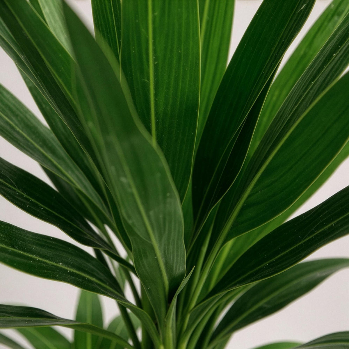 Green boutiQ - Plante d'intérieur - Yucca elephantipes - Yucca - Peu d'entretien - Vert - 1 - Pot 21cm - Hauteur 100cm