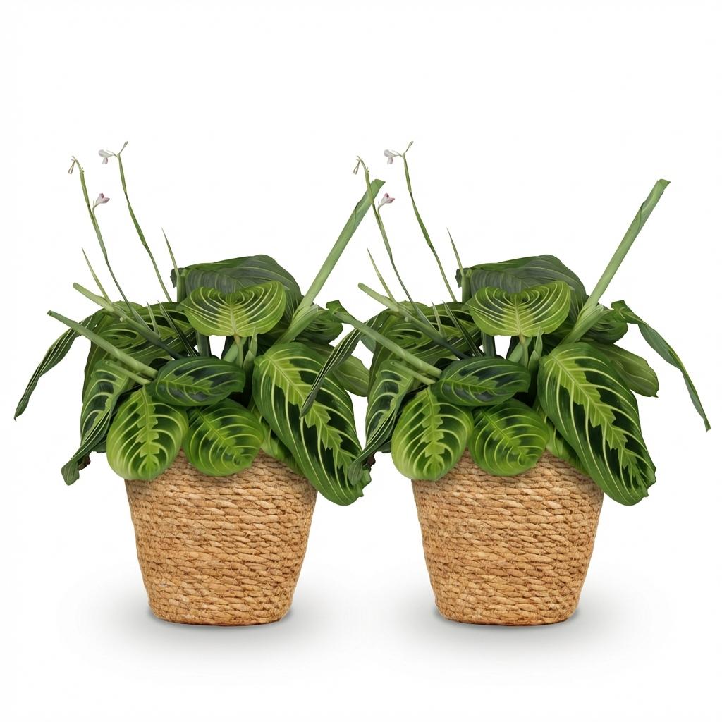Green boutiQ - Zimmerpflanze - Maranta Fascinator Lemon Lime - Gebetspflanze - Haustierfreundliche Pflanze - Grün - 2 Pflanzen - mit Korb - Topf 12cm - Höhe 25cm