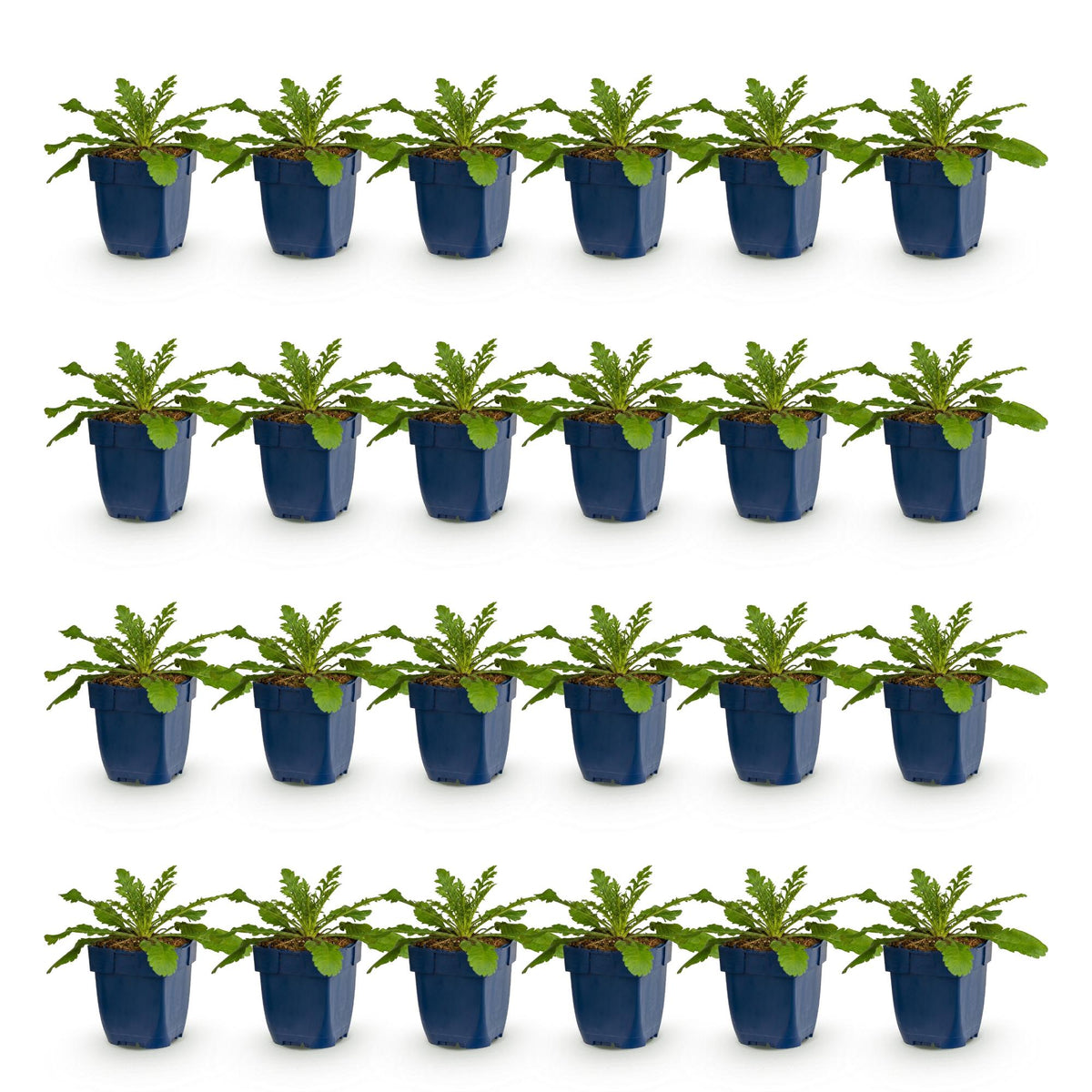 Green boutiQ - Vasteplant - Scabiosa col. Pink Mist - Duifkruid - Bijen en Vlinderlokkers - Roze - 24 Planten - Pot 11cm - Hoogte 15-25cm