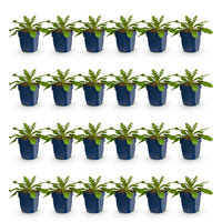 Green boutiQ - Vasteplant - Scabiosa col. Pink Mist - Duifkruid - Bijen en Vlinderlokkers - Roze - 24 Planten - Pot 11cm - Hoogte 15-25cm