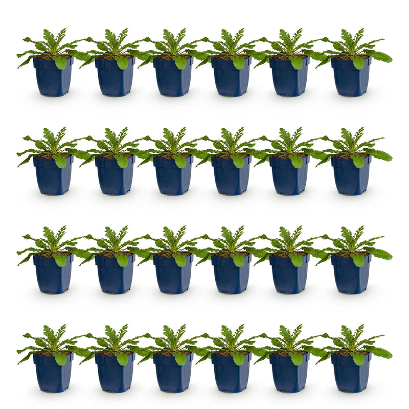 Green boutiQ - Vasteplant - Scabiosa col. Pink Mist - Duifkruid - Bijen en Vlinderlokkers - Roze - 24 Planten - Pot 11cm - Hoogte 15-25cm