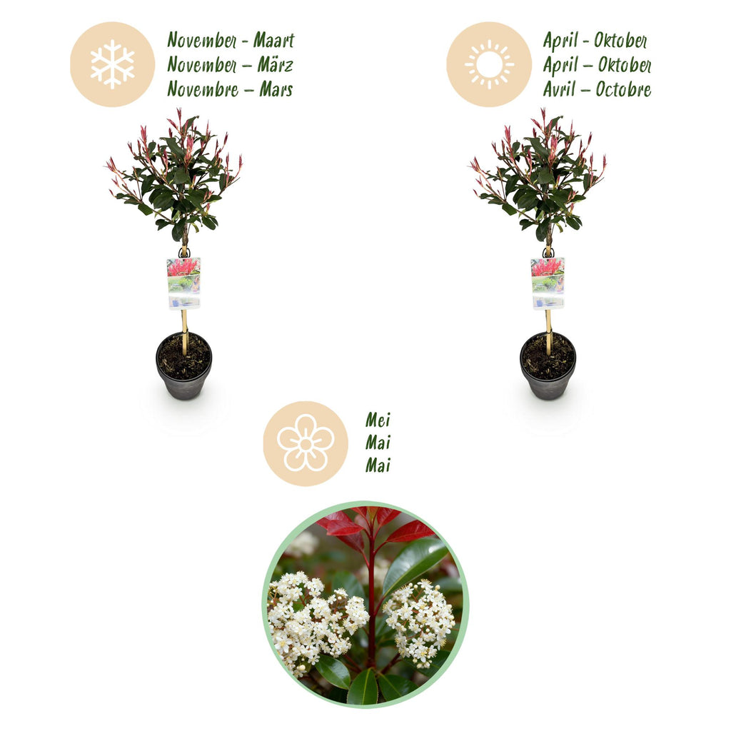 Green boutiQ - Plante sur tige - Photinia fraseri Carre Rouge - Plante de terrasse - Persistant - Rustique - Feuillage vert-rouge - Pot 19cm Hauteur 90cm