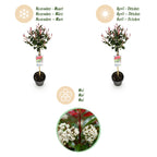 Green boutiQ - Plante sur tige - Photinia fraseri Carre Rouge - Plante de terrasse - Persistant - Rustique - Feuillage vert-rouge - Pot 19cm Hauteur 90cm