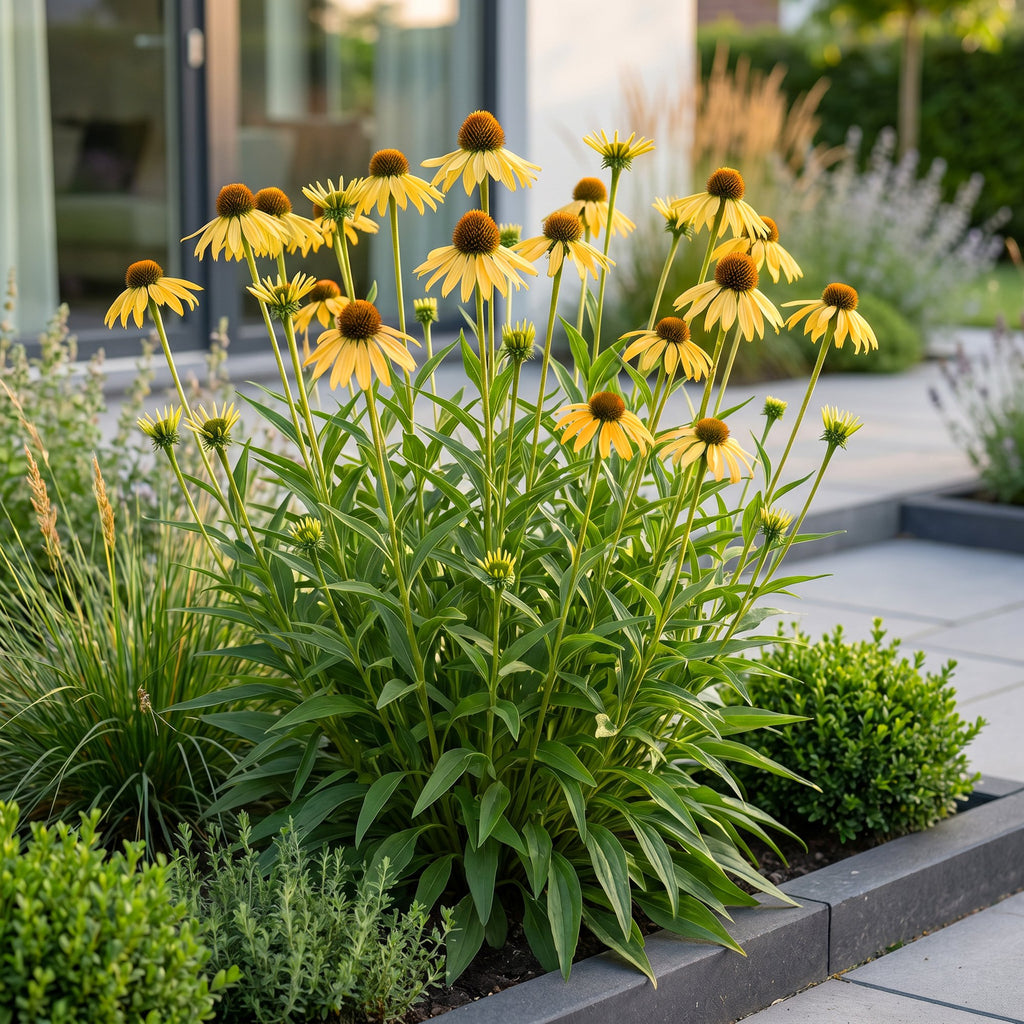 Green boutiQ - Stauden - Echinacea paradoxa - Sonnenhut - Bienen- und Schmetterlingsmagnet - Gelb - 6 Pflanzen - Topf 11cm - Höhe 15-25cm