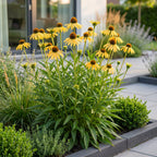 Green boutiQ - Stauden - Echinacea paradoxa - Sonnenhut - Bienen- und Schmetterlingsmagnet - Gelb - 6 Pflanzen - Topf 11cm - Höhe 15-25cm
