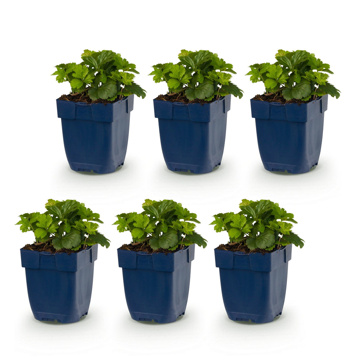 Vasteplant - Waldsteinia ternata - Goudaardbei - Bodembedekkend - Geel - 6 Planten - Pot 11cm - Hoogte 15-25cm