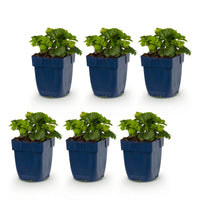 Vasteplant - Waldsteinia ternata - Goudaardbei - Bodembedekkend - Geel - 6 Planten - Pot 11cm - Hoogte 15-25cm