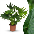 Green boutiQ - Plante d'intérieur - Philodendron - Philodendron Lickety Split - Vert - Entretien facile - 1 plante - Pot 19cm - Hauteur 70cm