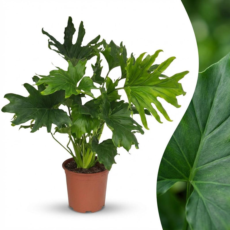 Green boutiQ - Kamerplant - Philodendron - Philodendron Lickety split - Groen - Weinig onderhoud - 1 Plant - Pot 19cm - Hoogte 70cm